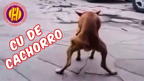 Foi dar pro cachorro pra ver como era entrou até o nó.